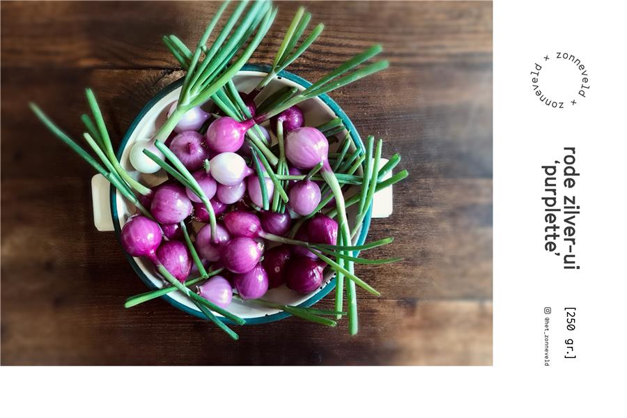 Rode zilver-ui ‘purplette’ groenten  - CoopSaam Essen